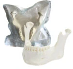 Orbital Bone Mandibula Completa con todos sus dientes