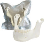 Orbital Bone Mandibula Completa con todos sus dientes