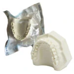 Orbital Bone Maxilar con todos sus dientes