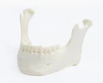 Orbital Bone Mandibula Completa con todos sus dientes - Imagen 2
