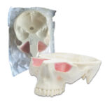 Orbital Bone Maxilar con Base de Cráneo