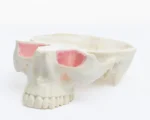 Orbital Bone Maxilar con Base de Cráneo - Imagen 2