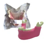 Orbital Bone Mandibula Completa con todos sus dientes y Tejido Blando