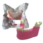 Orbital Bone Mandibula Completa con todos sus dientes y Tejido Blando
