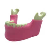 Orbital Bone Mandibula Completa con todos sus dientes y Tejido Blando - Imagen 2